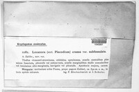 Squamarina cartilaginea image